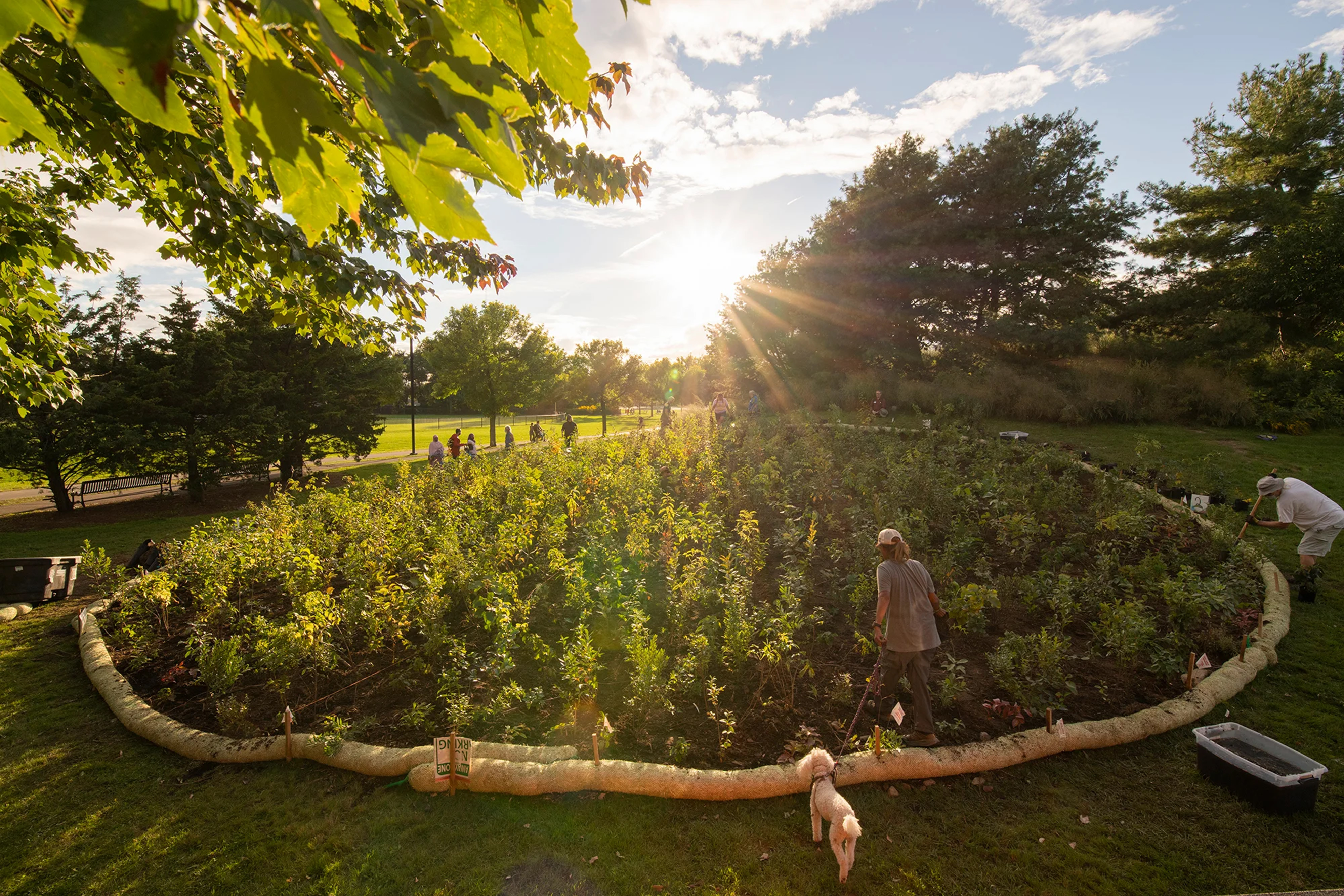 Miyawaki Forests. Everywhere…