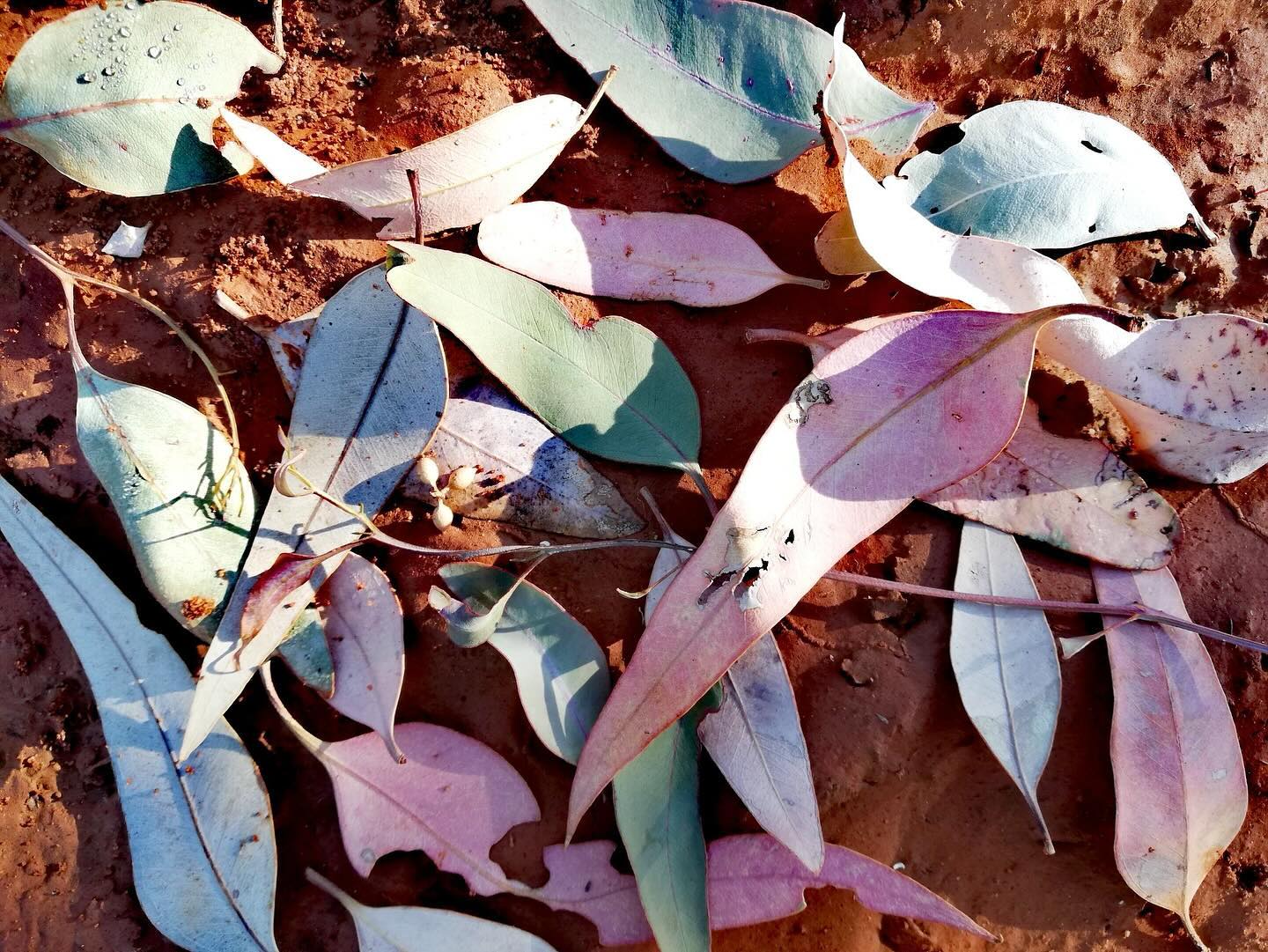 Gum tree leaves on the ground in different colours.