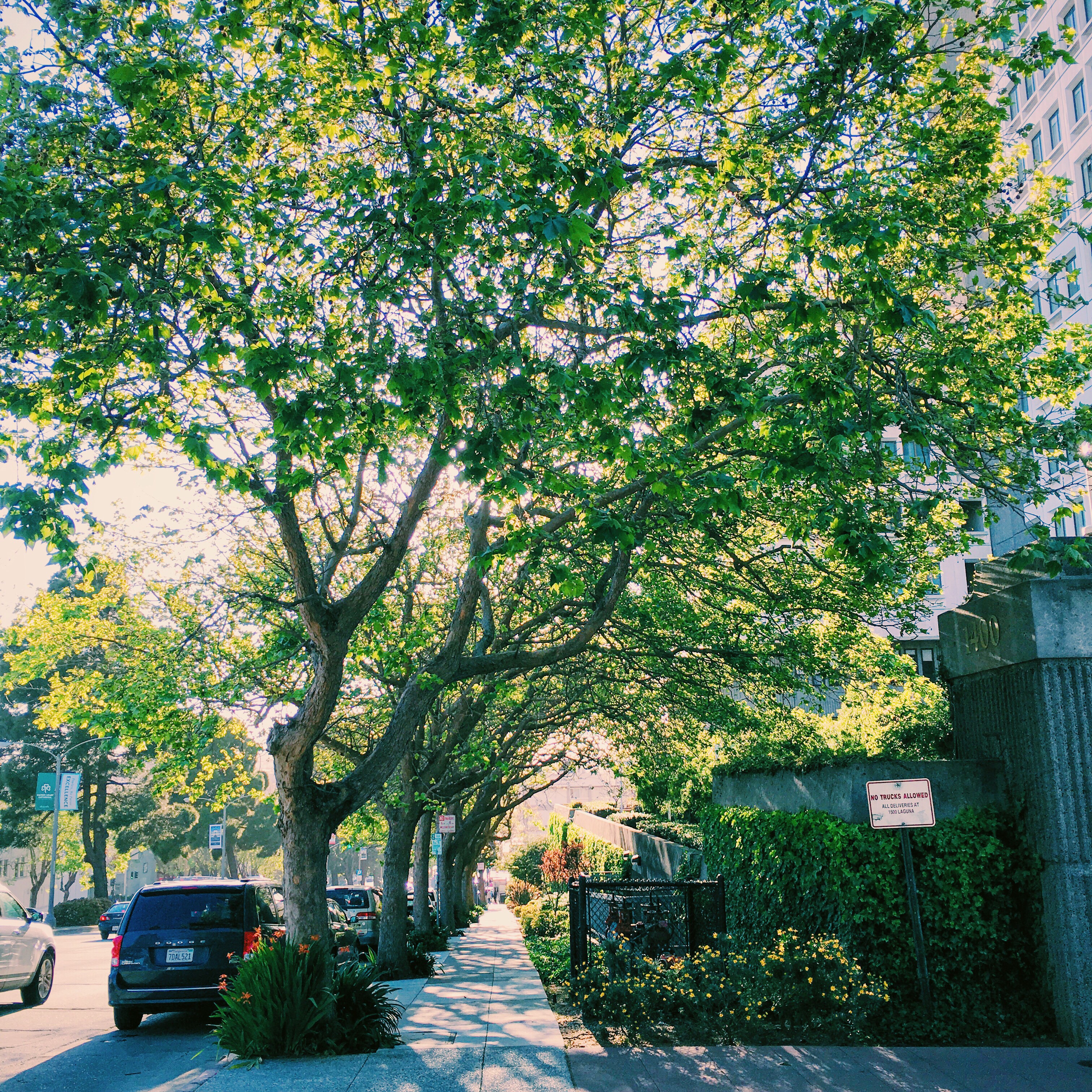 Gallery of City streets filled with Greenery. Tall trees, plants and bushes. All a vivid green colour with dappled sunlight.