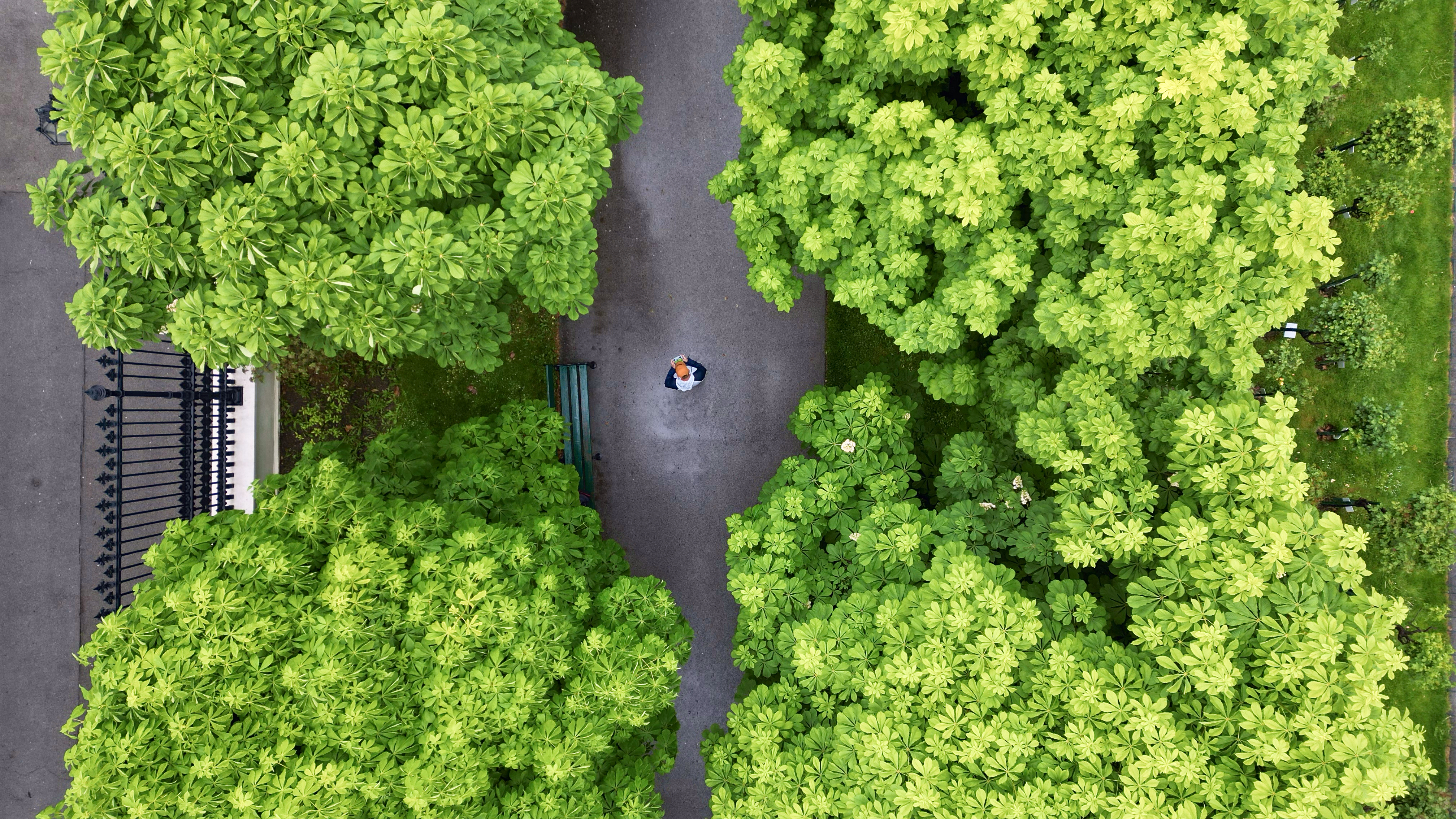 Gallery of City streets filled with Greenery. Tall trees, plants and bushes. All a vivid green colour with dappled sunlight.
