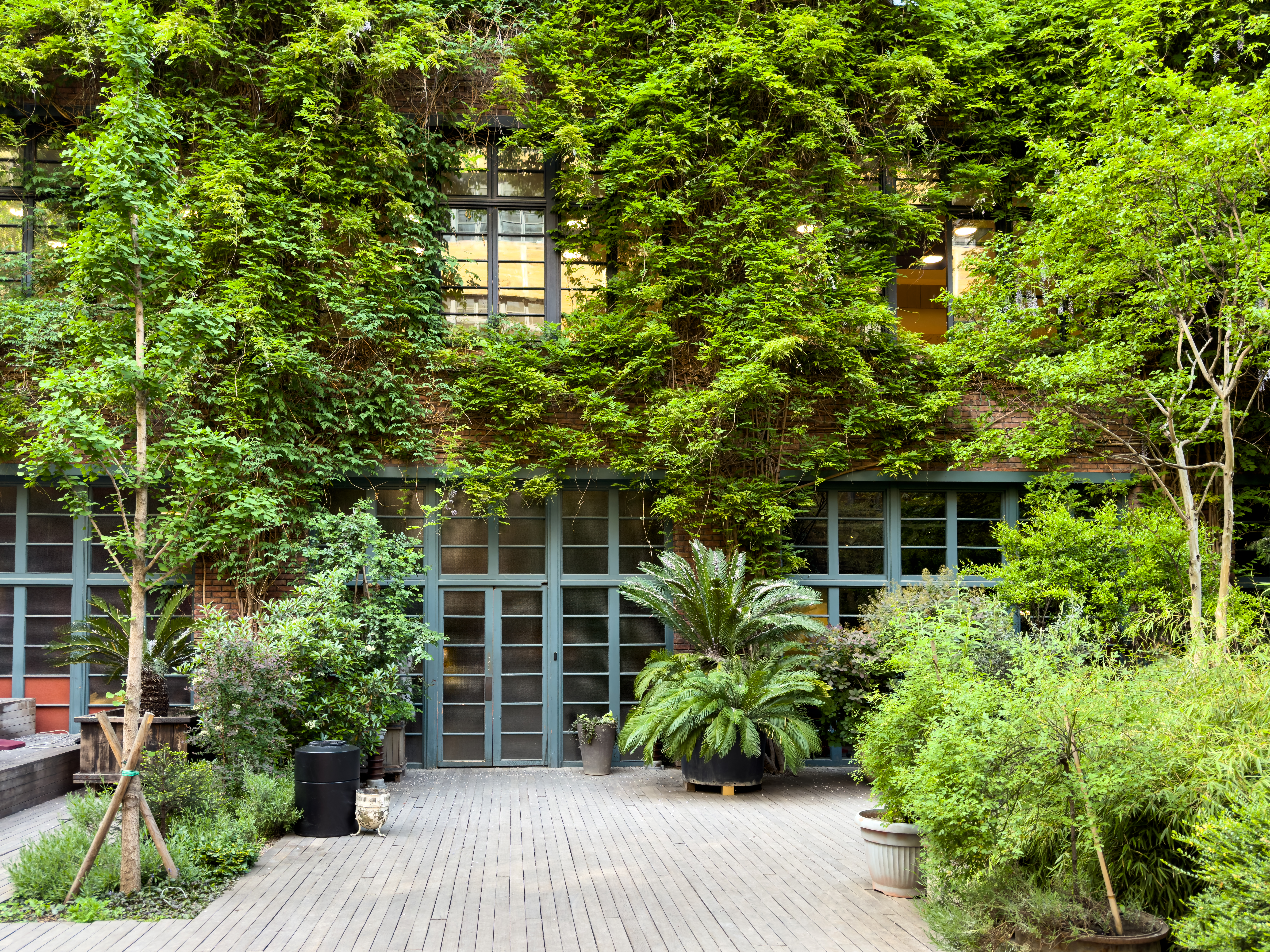 Eco facade of building made of live climbing plants, flowers, vines. Exterior of house, decorated with greenery and foliage growing rapidly along wall. Small garden behind apartment with bunch of pots