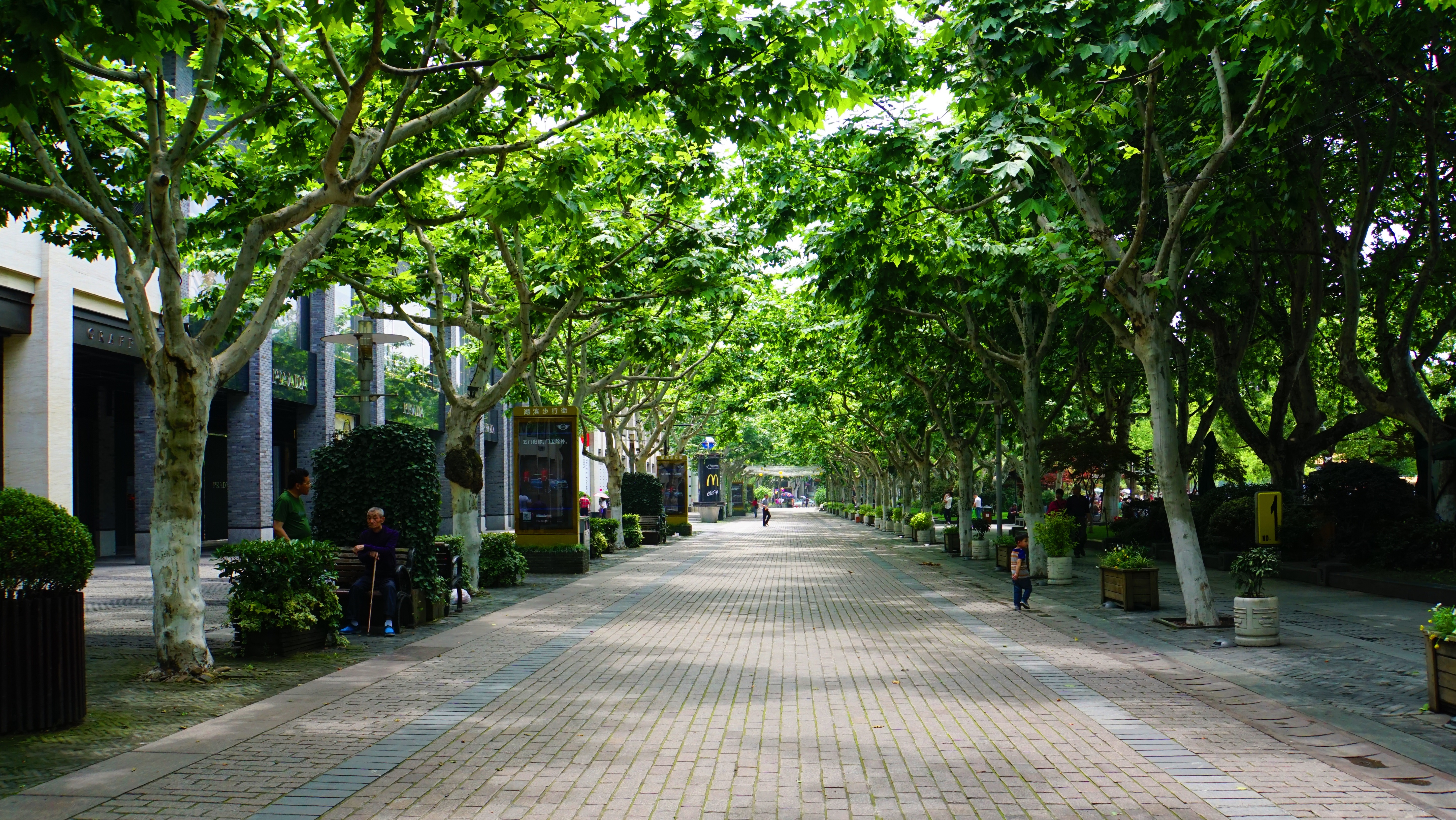 Gallery of City streets filled with Greenery. Tall trees, plants and bushes. All a vivid green colour with dappled sunlight.