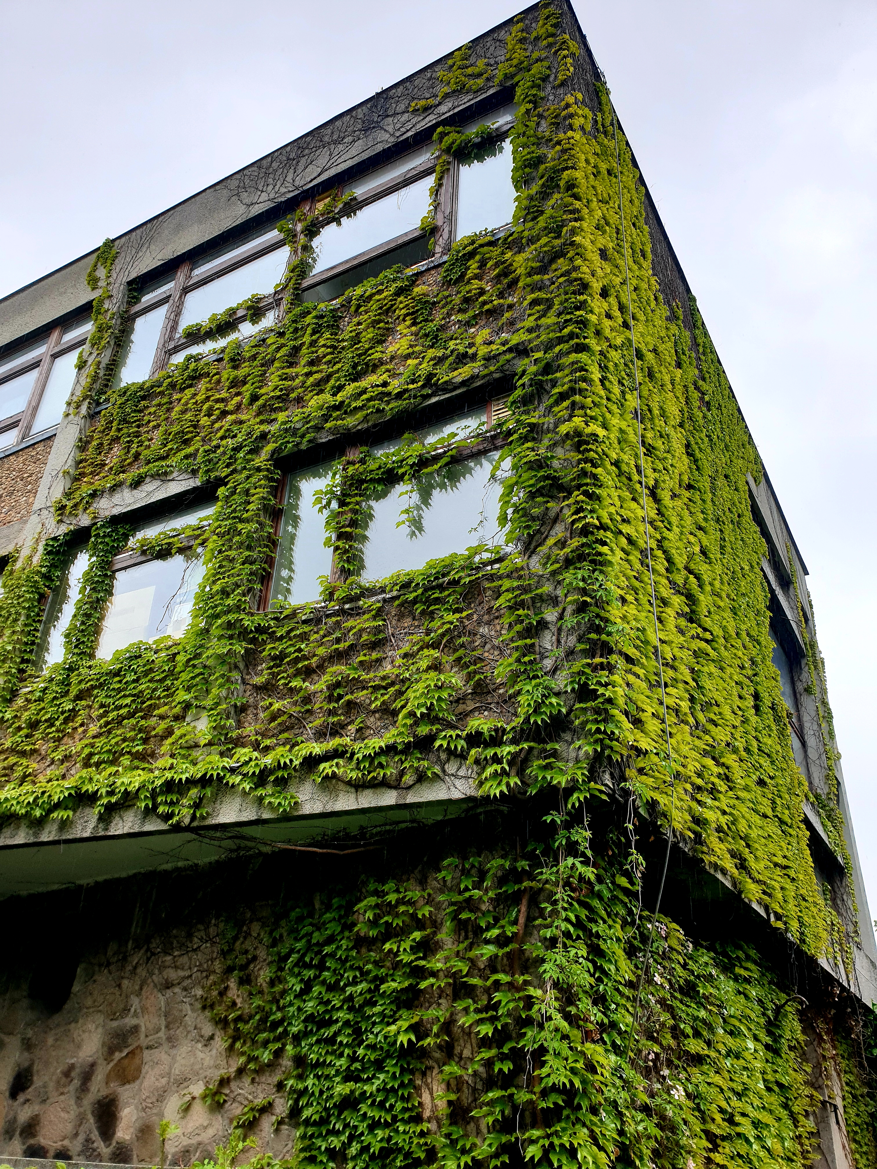Building covered in creeping vines