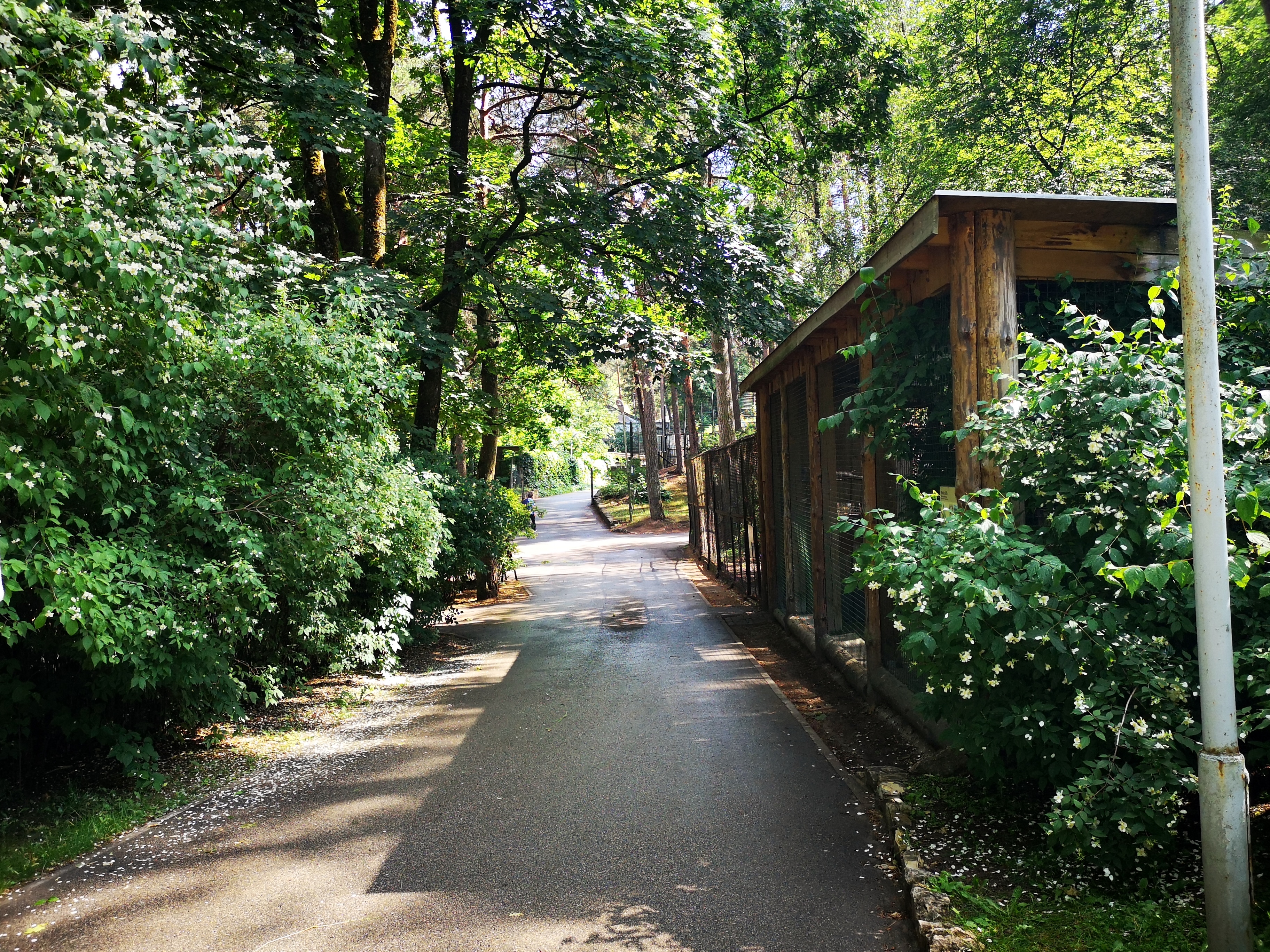 Gallery of City streets filled with Greenery. Tall trees, plants and bushes. All a vivid green colour with dappled sunlight.