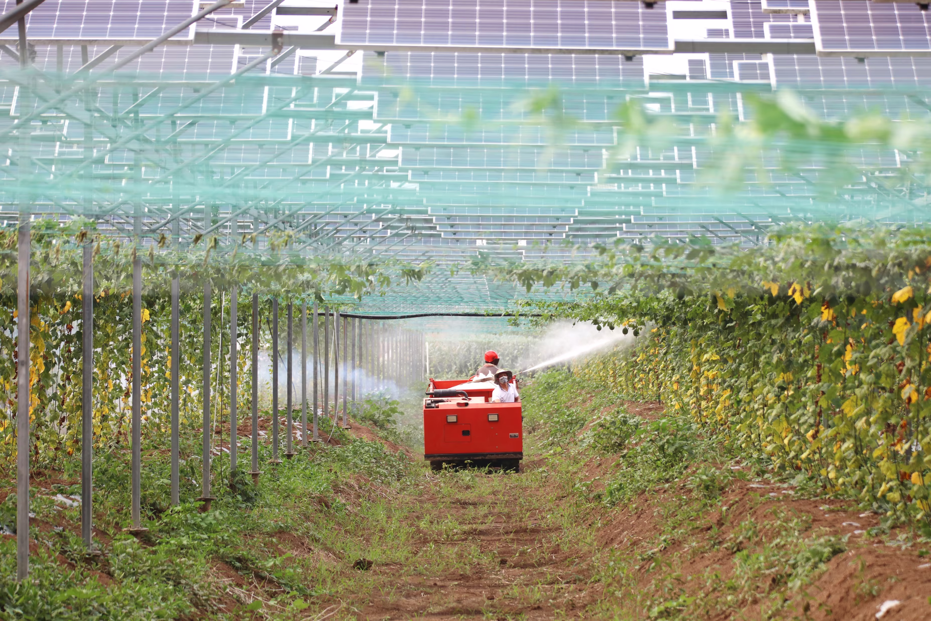 Workers tend to herbs grown beneath solar panels in a photovoltaic plantation in Lihua, Lianyungang, Jiangsu province, China, on July 21, 2024. Image Via: CFoto / Future Publishing / Getty