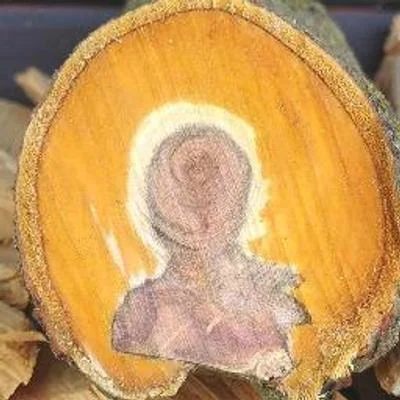 PrimozR 🌳